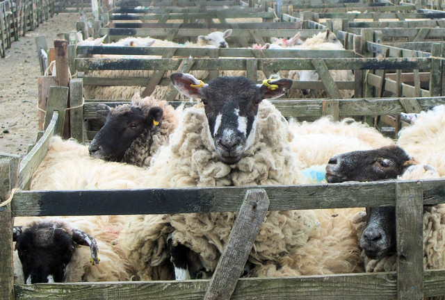 Escaping sheep at Malton Market